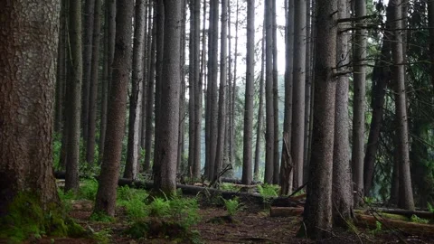 Wet forest during summer day Stock Footage 276388400