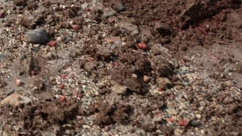 Wet forest floor Stock Footage 77047967