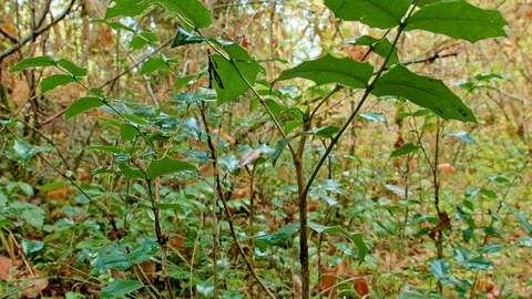 Wet forest floor Oregon grape McKenzie River Valley Oregon 48 Stock Footage 81955730
