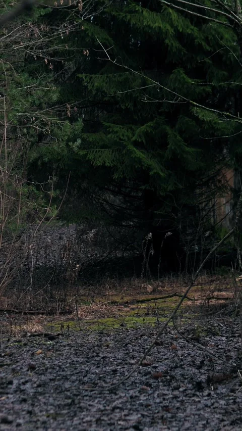 Wet forest floor with scattered pebbles and birch trunks, damp leaf litter and Stock Footage 324787392