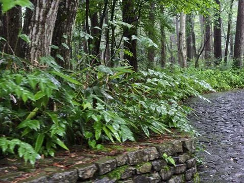Wet forest path winds past mossy stone wall Stock Photos