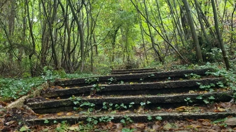 Wet Forest Steps After Rainfall, Peaceful Nature Scene 4K Stock Footage 318735414