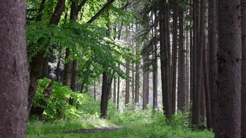 Wet forest trail after rain sunlight, selective focus real time video. Stock Footage 276388487