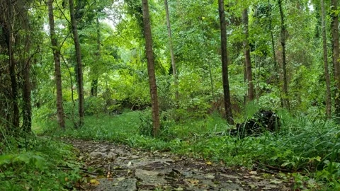 Wet Forest Trail After Rain | Calm Nature Ambience 4K Stock Footage 318844138