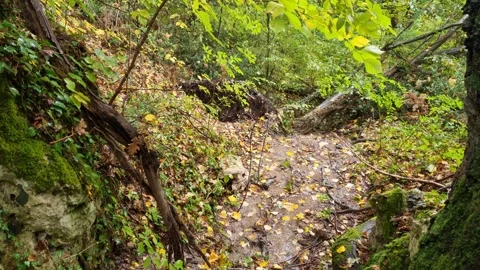 Wet forest trail with fallen branches and autumn leaves Stock Footage 319526558