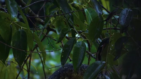 Wet forest tree leaves in the rain Stock Footage 211602621