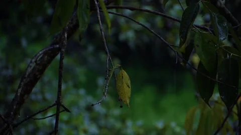 Wet forest tree leaves in the rain Stock Footage 211602662