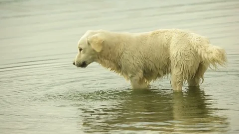 Wet funny golden retriever in water Stock Footage