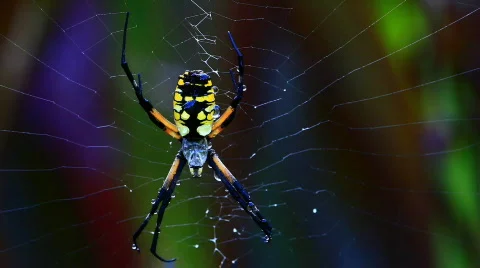 Wet Garden Spider Video stock 637026