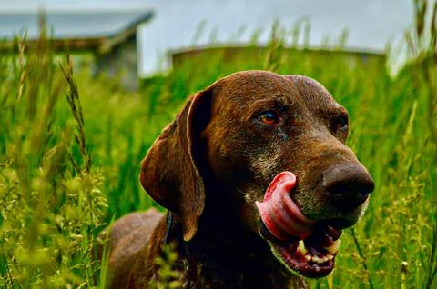 Wet german short haired pointer dog licking lips in grass Stock Photos