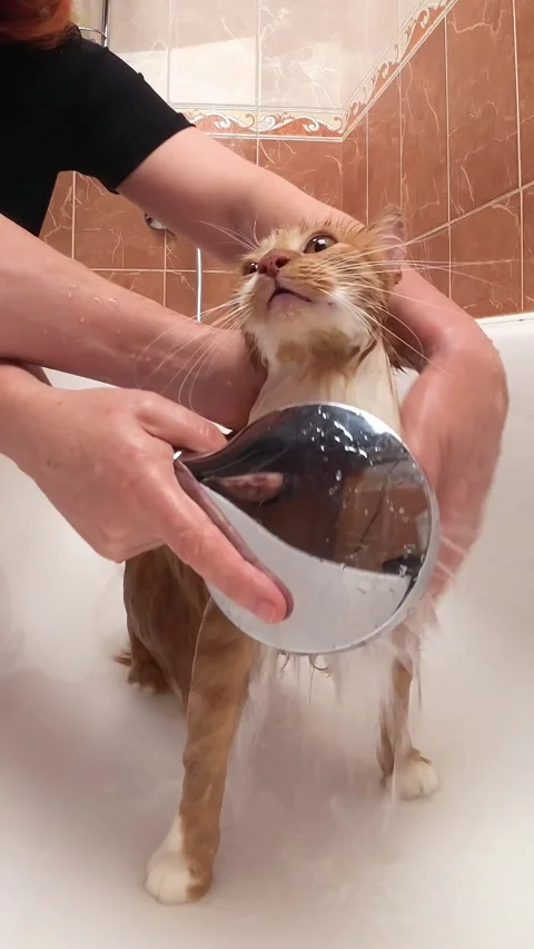 Wet ginger cat getting rinsed with shower spray in bathtub vertical Stock Footage 336064516