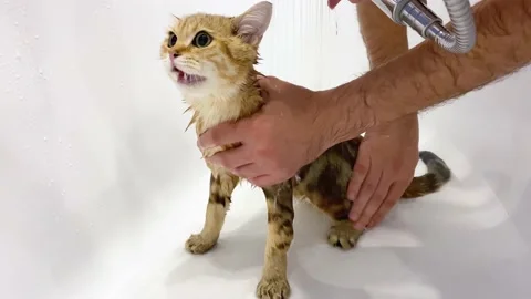 Wet ginger kitten take a bath. Video stock 161115813