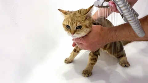 Wet ginger kitten take a bath. Stock Footage 161257314