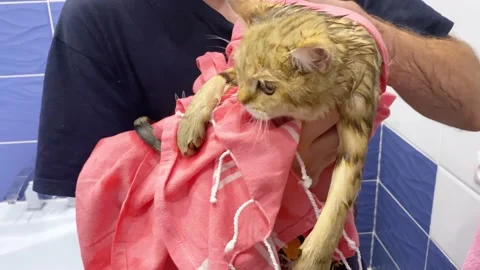Wet ginger kitten take a bath. wiping cat Stock Footage 167965945