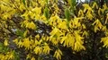 Wet golden rain flowers or common laburnum flowers close up 4k or 4k+ Resolution