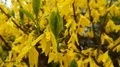 Wet golden rain flowers or common laburnum flowers close up 4k or 4k+ Resolution