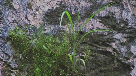 Wet granite rock texture with moss and green grass growing on stone surface Vídeo Stock 333726032