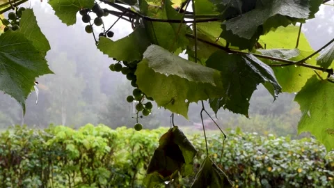 Wet grape bush during rainy day Stock Footage 145416105