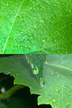 Wet Grape Leaf Stock Photos