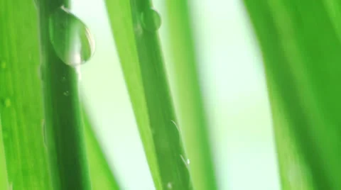 Wet grass after rain extremely close-up Stock Footage 23612731