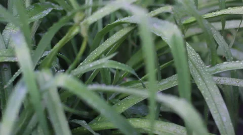Wet grass after rain Stock Footage 51465798