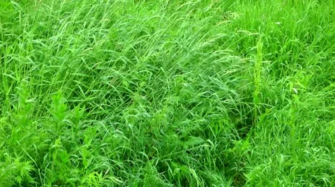 Wet grass after a summer rain, a good back background Video stock 10600186