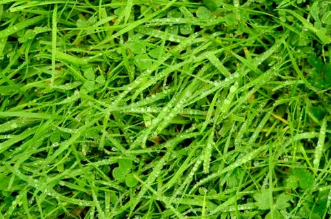Wet grass background Stock Photos