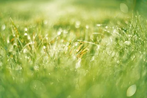 Wet grass background Stock Photos
