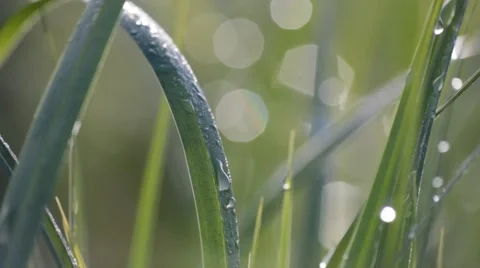  Wet Grass Close Up    Stock Footage 49842647