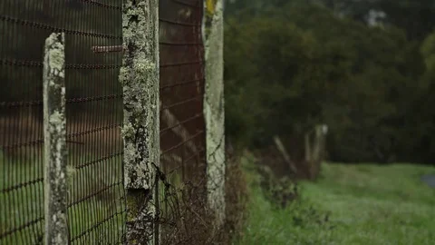 Wet Grass Close-up - Log 스톡 동영상 85079248