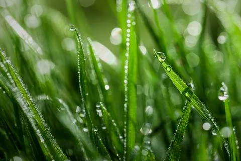Wet grass close-up Foto stock