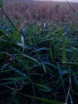 Wet grass from dew Stock Photos