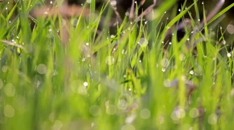 Wet Grass Focus Shift    Stock Footage 49842521