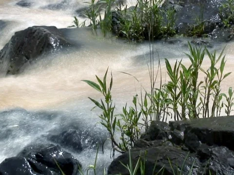 Wet Grass Stock Footage 490178