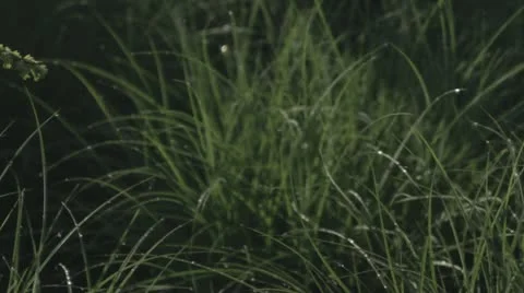 Wet grass 库存影片 21239550