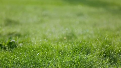 Wet grass Vidéo 85705483