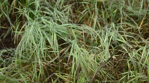 Wet grass in a forest Stock Footage 32221034