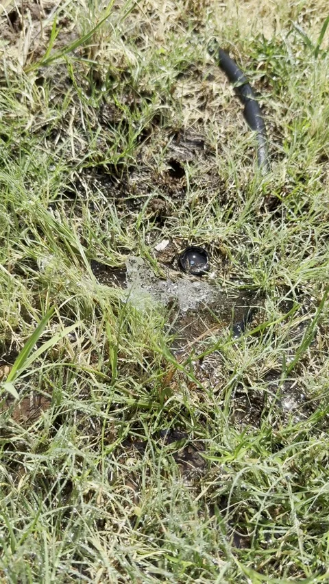 Wet Grass Ground Texture Vídeo Stock 346076497