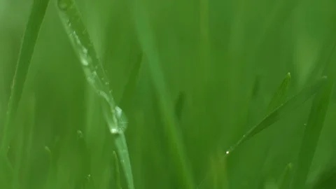 Wet Grass Macro Dolly Stock Footage 73508860