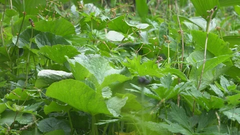 Wet grass in the mountains 2 Video stock 113079665