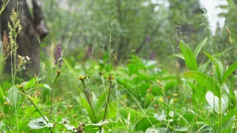 Wet grass in the mountains 3 Video stock 113079670
