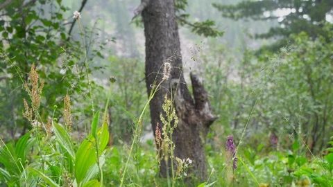 Wet grass in the mountains 4 Video stock 113079690