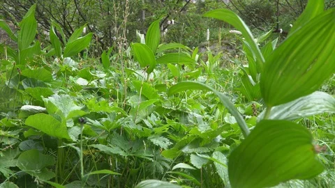Wet grass in the mountains Video stock 113079631