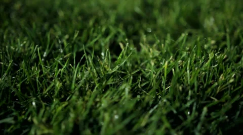 Wet Grass at Night Stock Footage 34851442