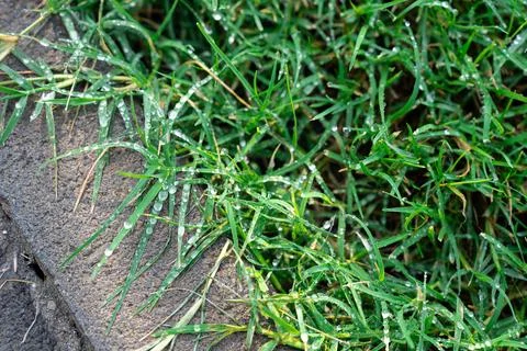 Wet Grass by Pavement Edge Stock Photos
