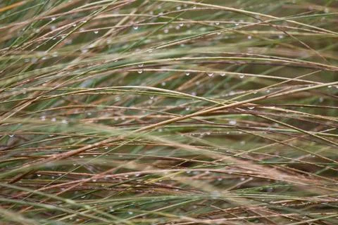 Wet grass Stock Photos