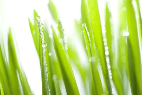 Wet grass Stock Photos