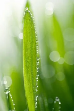 Wet grass Stock Photos