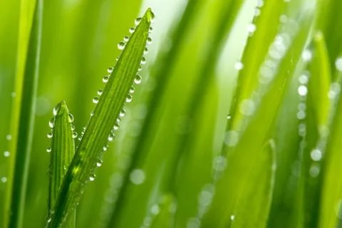Wet grass Stock Photos