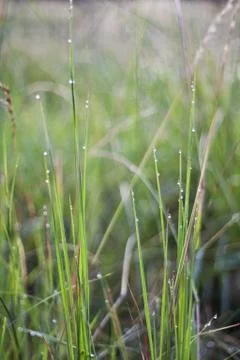 Wet grass Stock Photos